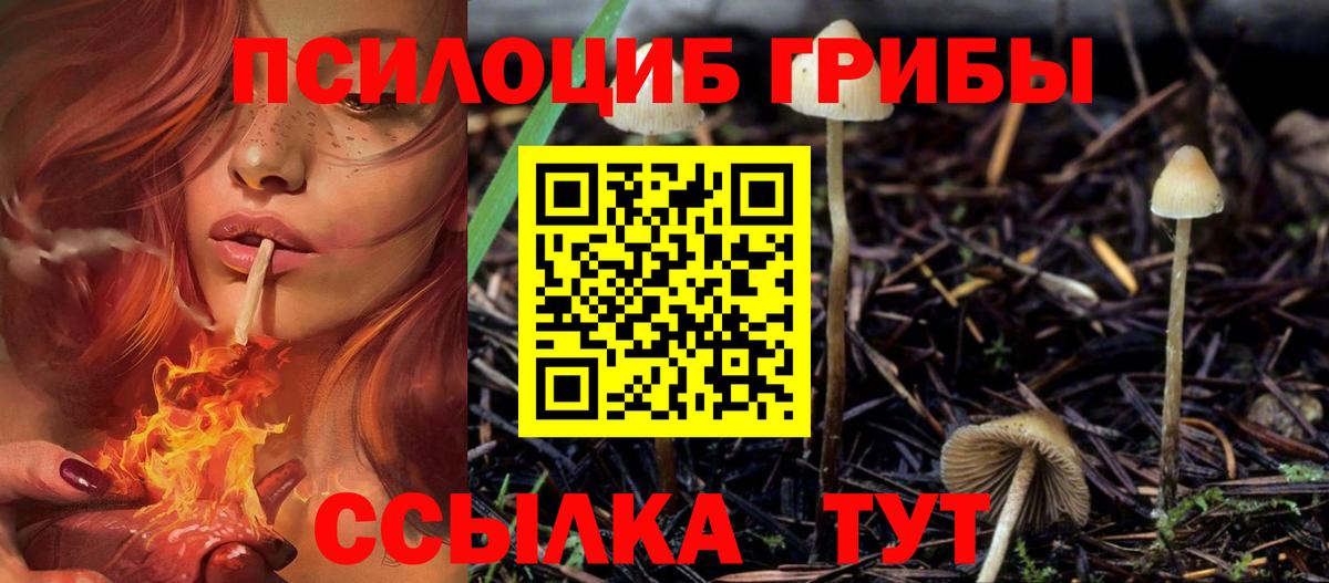 Псилоцибиновые грибы Psilocybe Сыктывкар